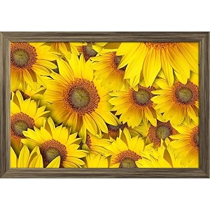 artzfolio sunflower with background  paper wall poster antique golden frame with acrylic glass  19 x 13 inch 48 x 33 cms