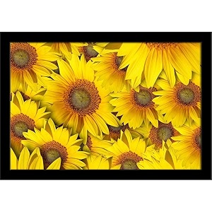 artzfolio sunflower with background  paper wall poster black frame with acrylic glass  19 x 13 inch 48 x 33 cms