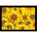 ArtzFolio Sunflower With Background | Paper Wall Poster Black Frame with Acrylic Glass | 13 x 9 inch (33 x 23 cms)