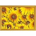 ArtzFolio Sunflower With Background | Paper Wall Poster Golden Frame with Acrylic Glass | 19 x 13 inch (48 x 33 cms)