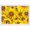 ArtzFolio Sunflower With Background | Paper Wall Poster White Frame with Acrylic Glass | 19 x 13 inch (48 x 33 cms)