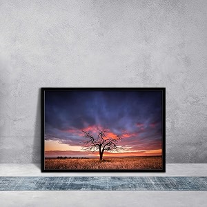artzfolio tree in the flinders ranges of south australia  premium canvas painting for bedroom amp living room  black wood frame  235 x 16 inch 60 x 41 cms