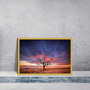 artzfolio tree in the flinders ranges of south australia  premium canvas painting for bedroom amp living room  golden wood frame  175 x 12 inch 44 x 30 cms