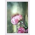 ArtzFolio Two Pink Roses With A Cloudy Sky | Paper Wall Poster White Frame with Acrylic Glass | 13 x 19 inch (33 x 48 cms)