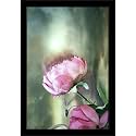 ArtzFolio Two Pink Roses With A Cloudy Sky | Paper Wall Poster Black Frame with Acrylic Glass | 13 x 19 inch (33 x 48 cms)