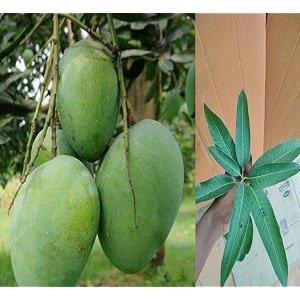 arunika mango plant grafted live plant healthy 2-3 feet height fruit after 2-3 years easy to grow live plant for home garden pb_37