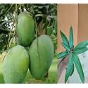 Arunika Mango Plant Grafted Live Plant (Healthy 2-3 Feet Height) Fruit After 2-3 Years Easy To Grow Live Plant For Home Garden PB_37