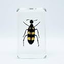 Assorted Styles of Beetle and Insect Specimens, Clear Amber Resin Material Ideal for Kids' Science Education, Collecting, and Home Decoration 2.4″*1.4″*0.7″ (No.40)