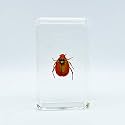 Assorted Styles of Beetle and Insect Specimens, Clear Amber Resin Material Ideal for Kids' Science Education, Collecting, and Home Decoration 2.4″*1.4″*0.7″ (No.43)