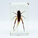 Assorted Styles of Beetle and Insect Specimens, Clear Amber Resin Material Ideal for Kids' Science Education, Collecting, and Home Decoration 2.4″*1.4″*0.7″ (No.45)