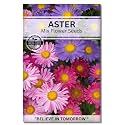 Navika Seeds ; Grow with Us Aster Flower Seeds For Home Gardening. Perfect For Home &amp; Terrace Gardening Winter And Summer Blooms In India - Includes Free E-Book