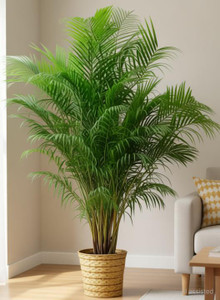 Augadh Areca Palm sapling