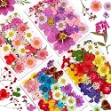 Augshy 141Pcs Dried Pressed Flowers for Resin, Natural Dried Flowers Real Pressed Flower for Crafts, Resin Mold Scrapbooking, Candle, Soap Making DIY, Epoxy Resin Supplie