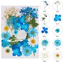 Augshy Blue Dried Pressed Flowers - Natural Real Colorful Dry Flowers for Resin Jewelry Nail Art Craft DIY