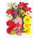 Augshy Dried Pressed Flowers, Natural Resin Flowers, Real Mixed Color Pressed Flowers, Colorful Dry Flowers for Resin Jewelry Nail Art Craft DIY