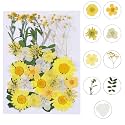 Augshy Dried Pressed Flowers - Real Natural Colorful Dry Flowers for Resin Jewelry Nail Art Craft DIY (Yellow)