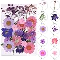 Augshy Dried Pressed Flowers for Resin, Natural Purple Dried Pressed Flowers for Crafts DIY Jewelry Molds, Art Scrapbooking, Candle, Soap Making, Nails Décor