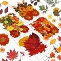 Augshy Fall Dried Pressed Flowers and Leaves for Autumn Crafts Resin DIY