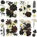Augshy Halloween Black Pressed Dried Flowers for Resin Molds Crafts