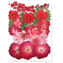 Augshy Red Dried Pressed Flowers, Pressed Red Roses Dried Flowers for Resin Molds Jewelry Nail Art Craft DIY
