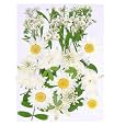 Augshy White Dried Pressed Flowers,Real Natural Dried Flowers Colorful Pressed Flowers for Resin Mold Jewelry Art Craft DIY