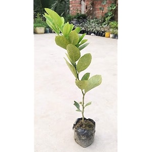 australian red finger lime plant warcup grafted  dwarf finger lemon citrus tree  healthy live exotic fruit plant  early fruiting limelebu plant for home gardening