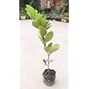 Australian Red Finger Lime Plant (Warcup Grafted) | Dwarf Finger Lemon Citrus Tree | Healthy Live Exotic Fruit Plant | Early Fruiting Lime/Lebu Plant for Home Gardening