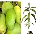 Authentic Cheruku Rasam Mango Tree 2-3 Feet