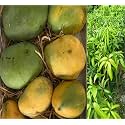 Authentic Imam Pasand Mango Plant Grafted Plant