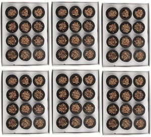 aviraj 72 loban pooja cups l puja item l with sambrani up tray combo pack sandal dhoop