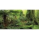 48x20 in Terrarium Backdrop Green Forest Tree Reptile Habitat Background