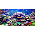 Undersea Aquarium Background 36x20 in Coral Tropical Fish Tank Backdrop