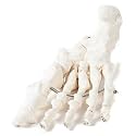 Axis Scientific Life-Size Skeletal Left Foot Anatomy Model - Flexible Foot Articulated with Wire to Demonstrate Movement - Includes a Product Manual