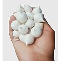garlic bulbs for planting, lasun bulbs for gardening (Pack Of 50 Bulbs) L69