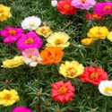Aywal Portulaca (Portulaca grandiflora) Seeds Mixed Color Flower Seed