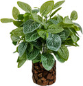 BAARIG Artificial Plant  with Pot