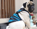 Baeship T-shirt for Dog