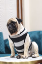Baeship T-shirt for Dog