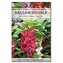 Navika Seeds ; Grow with Us Balsam Flower Seeds For Home Gardening. Perfect For Home & Terrace Gardening Winter And Summer Blooms In India - Includes Free E-Book
