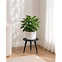Bamworld Black Plant Stand Indoor Small Plant Table Wood Plant Stool