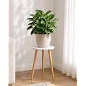Bamworld Tall Plant Stand Indoor Wood Plant Table
