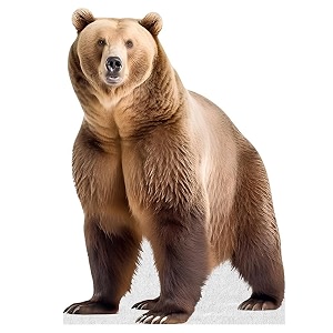 Bear - Life Size Cardboard Cutout Standup
