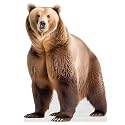 Bear - Life Size Cardboard Cutout Standup People with Support Standee | Animals -2