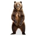 Bear - Life Size Cardboard Cutout Standup People with Support Standee | Animals -1