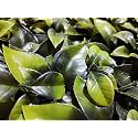 Artificial Wall Grass for Home Decoration (3 Pcs); Grass Mat for Wall; Vertical Garden Artificial Plastic Plants (Big Leaves Green; 60cm X 40cm x 8cm; Pack of 3)