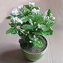 BELL FUL FLOWER PLANT