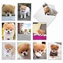 Best Card Co 10 Mini Assorted Notecards Cute Pom Dog AM6755OCB-B1x10-NB
