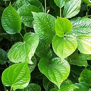 betel leafbanarasi maghai paan rare healthy live plant  tamalapaku paan leaf healthy live plant indoor ampoutdoor plant above 6-12 inch - pack of 1