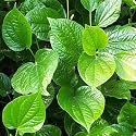 Betel Leaf/Banarasi Maghai Paan Rare Healthy Live Plant | Tamalapaku Paan Leaf Healthy Live Plant Indoor &amp;Outdoor Plant (Above 6-12 Inch) - Pack of 1.