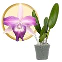 Better-Gro Cattleya Cariad's Mini Quinee 'Angel Kiss', 4" Live Plant